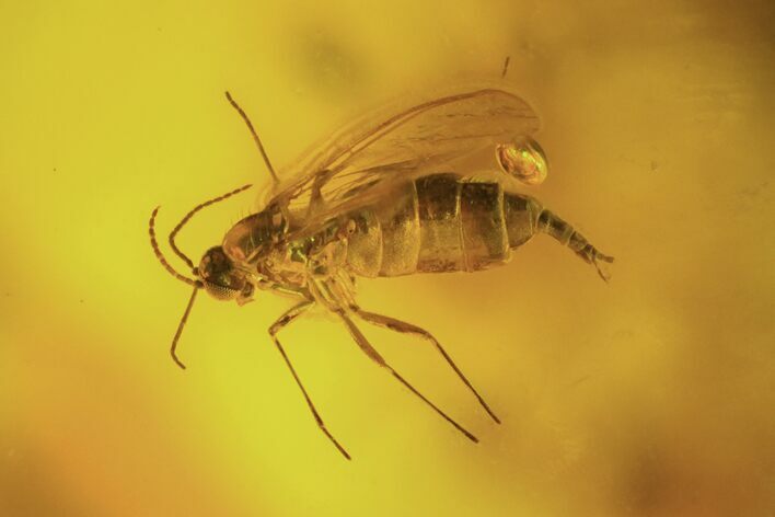 Fossil Fly (Diptera) In Baltic Amber #72187